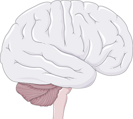 Side view of the brain showing the cerebrum, cerebellum, and brainstem. The front of this illustration is on the right.